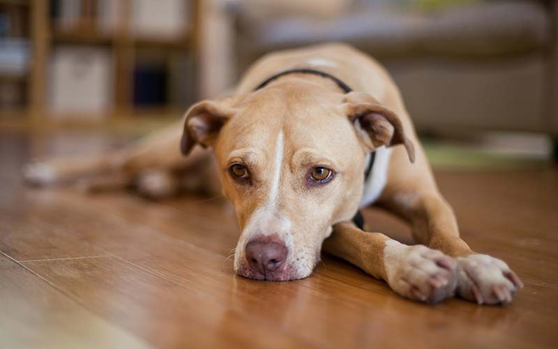 Fishy breath in dogs