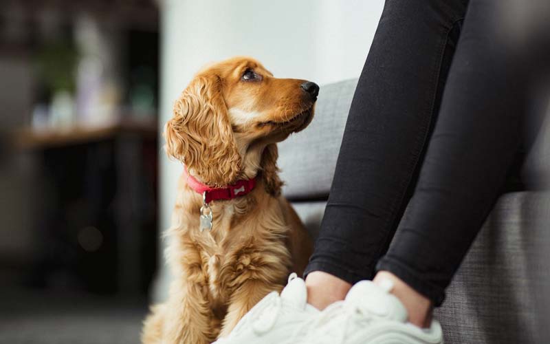 Why dogs stare at their owners