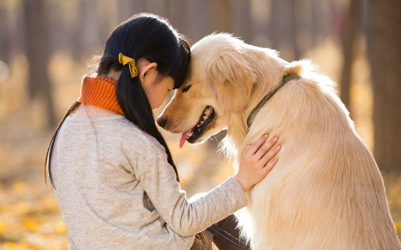 Emotional connection with dogs