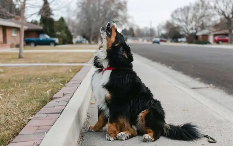 Dog howling reasons