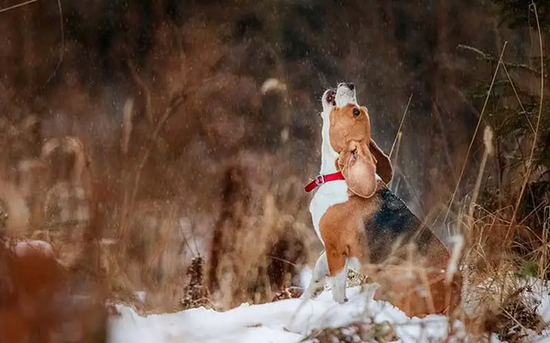 Excessive howling in dogs