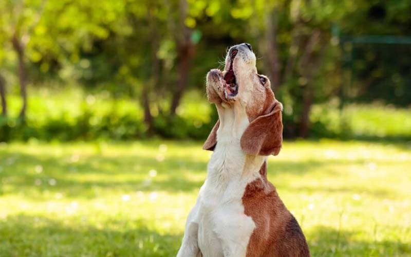 Canine vocalization